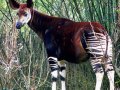 okapi.jpg